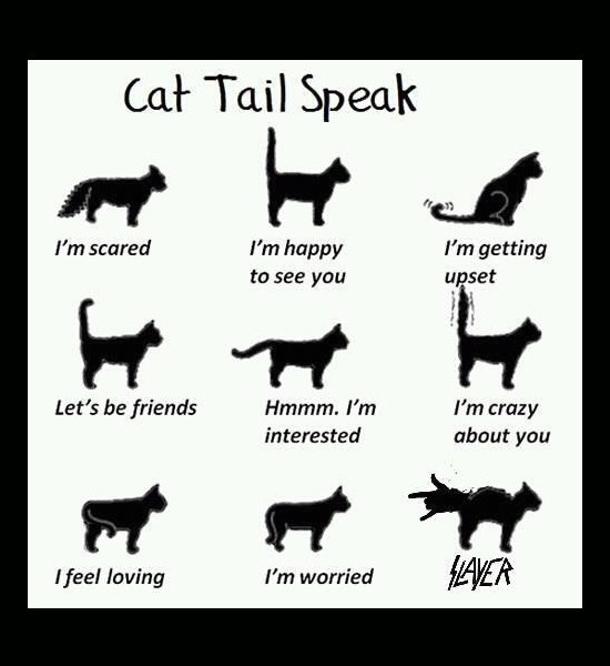 Cat Tail Speak 