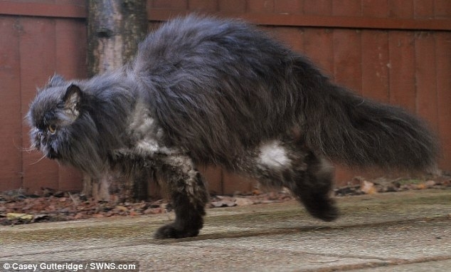 This Adorably Fluffy Two-Legged Cat Is The Real-Life Hovercat