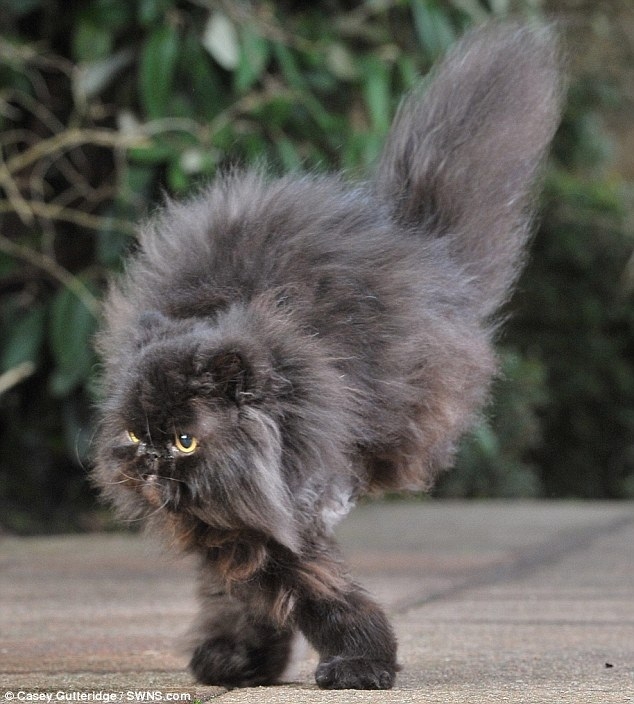 This Adorably Fluffy Two-Legged Cat Is The Real-Life Hovercat