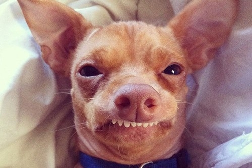 Happy Chihuahua 