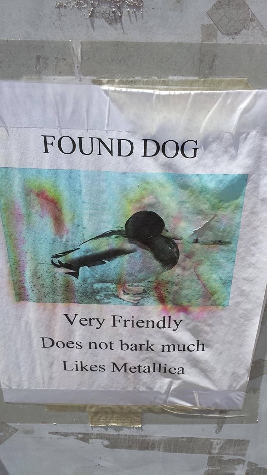 Found Dog! 