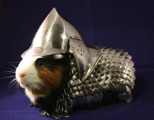 Guinea Pig Knight Armor 