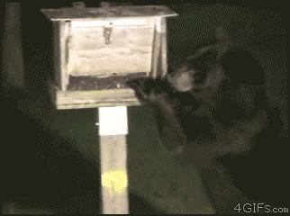 Scaring Off A Raccoon 