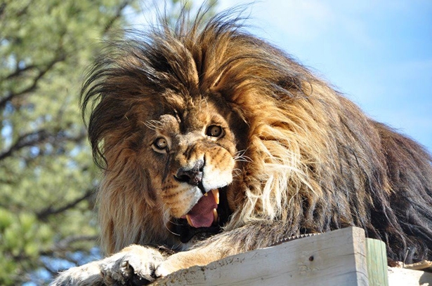 Derp Lion 