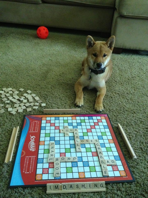 Scrabble Dog 