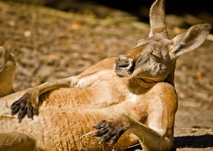 Portrait of One Chilled out Kangaroo