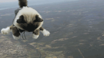 Skydiving Cat 