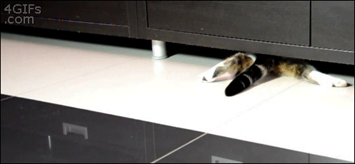 Diving Kitty 