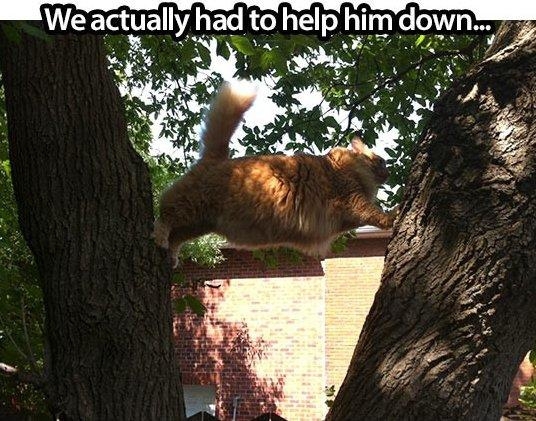22 Cats That Forgot How to Cat