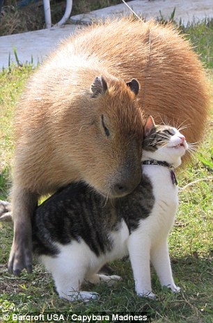 Gary's owner adopted him after falling in love with capybara's during a trip to Venezuela