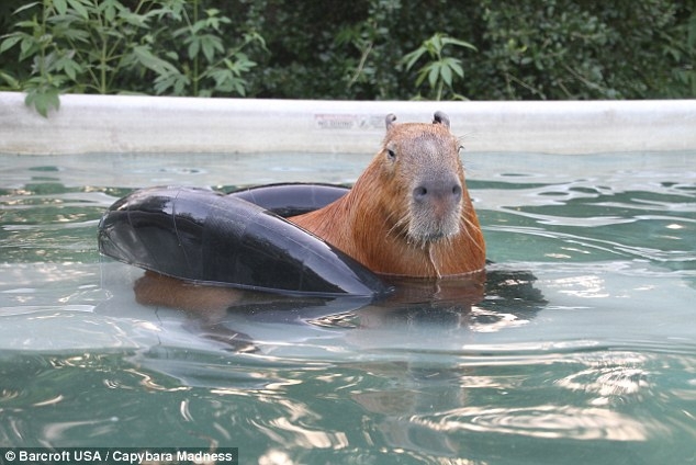 Gary enjoys a swim in a rubber ring at owner Melanie Typaldos' home in Buda, Texas