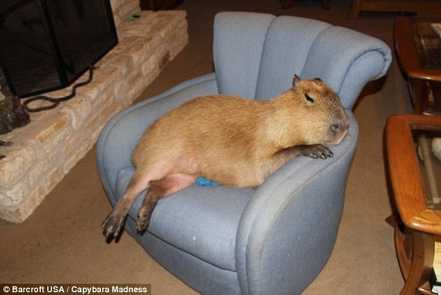 The capybara is the largest rodent in the world - followed by the beaver and the porcupine
