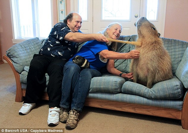 Melanie and her husband Richard Loveman give Gary a bit of attention on the couch at their Texas home
