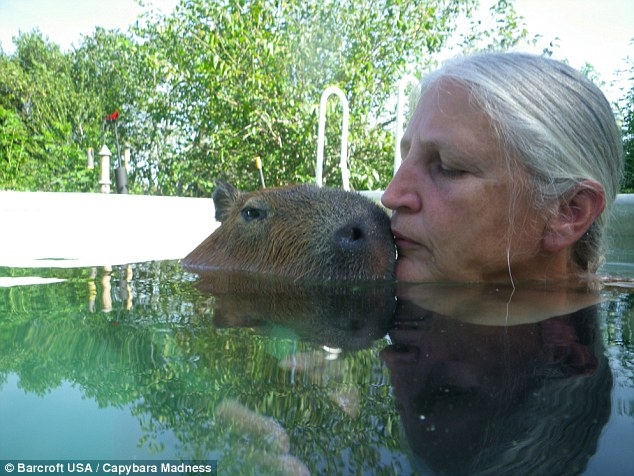 Ms Typaldos said she fell in love with Gary the capybara and that he quickly became part of the family