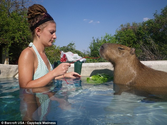 'Affectionate': The semi-aquatic mammal enjoys a swim with his owner's daughter, Coral Waters, at home in Buda, Texas