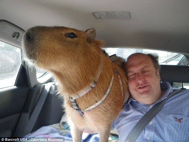 Gary the capybara nuzzles with Juju the boston terrier in Ms Typaldos back garden in Texas