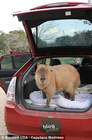 Gary is seen left ready for a trip in the car, and right enjoying a cuddle with Flopsy the cat