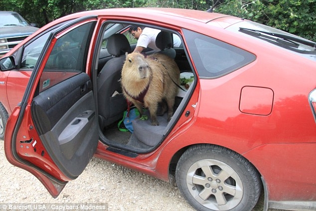 Melanie, who adopted Gary from an owner who could no longer care for him, said having a capybara was not so different