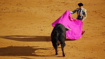 Bull Fighting 
