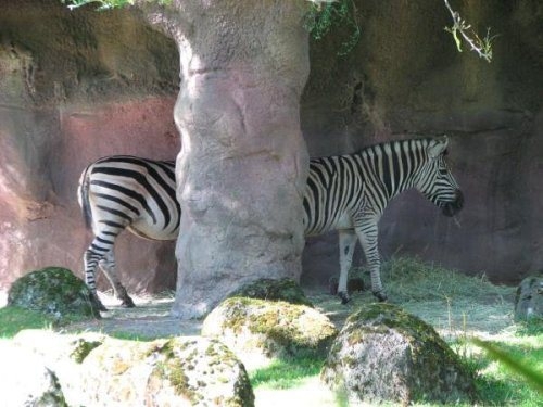 Long Zebra 