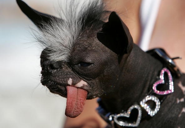 The 'World's Ugliest Dog' Is Actually Adorable