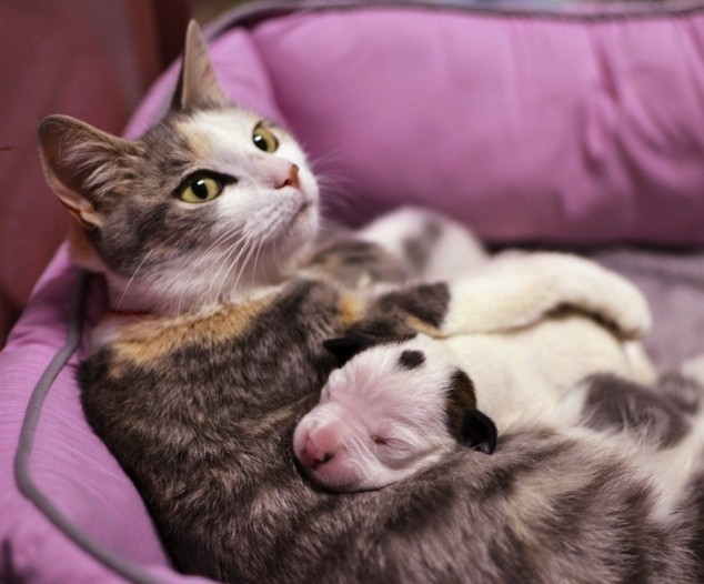 Cat Adopts Orphaned Pit Bull Pup 