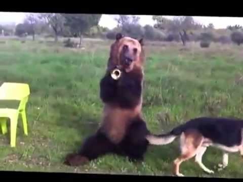 Russian Man Trains His Brown Bear To Do Unbelievable Tricks 