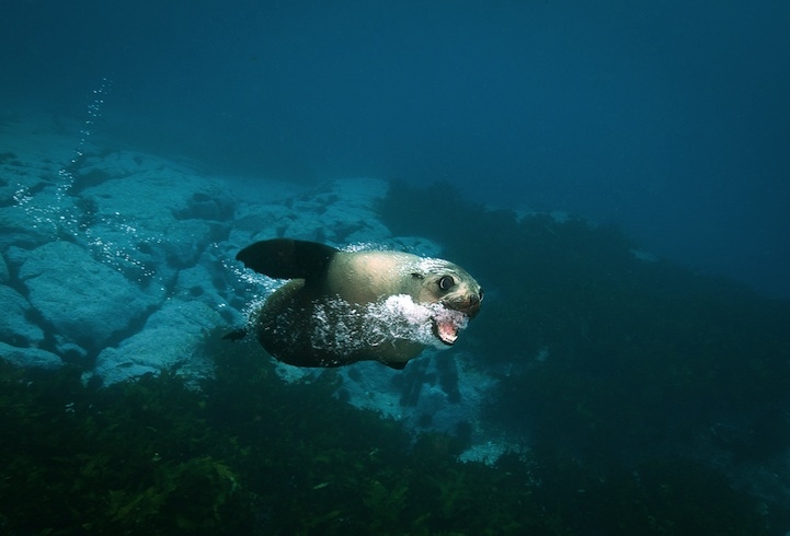 Happiness-Inducing Photos of Australian Fur Seals 