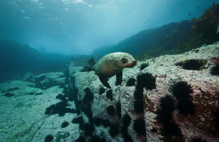 Happiness-Inducing Photos of Australian Fur Seals 