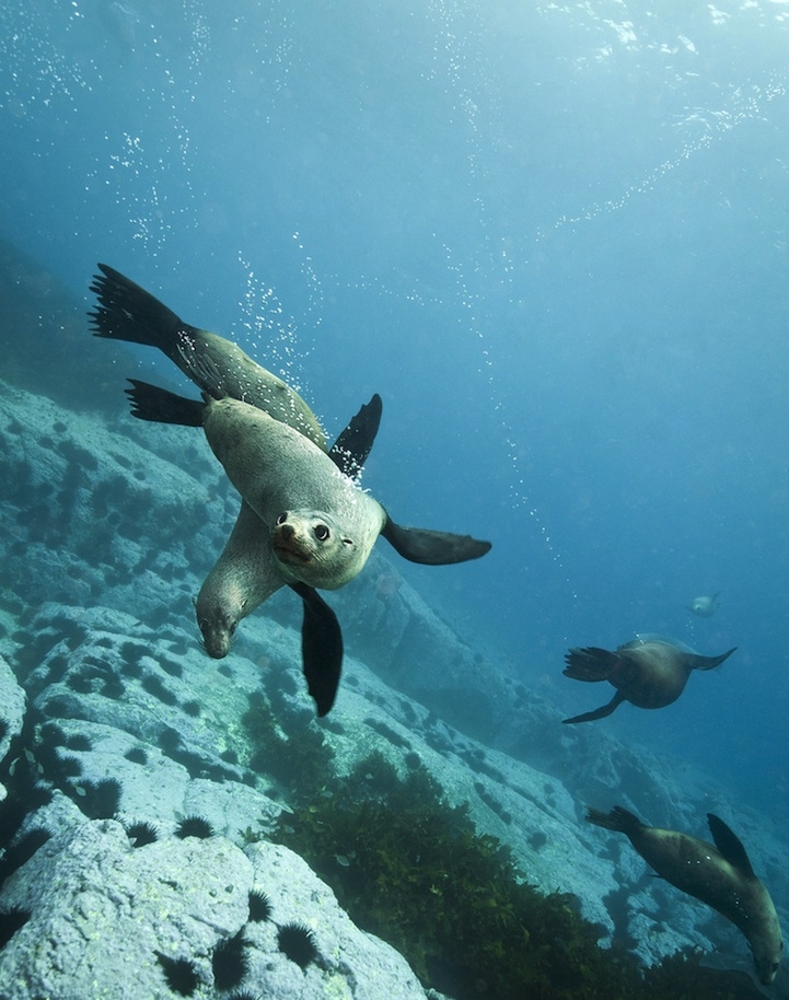 Happiness-Inducing Photos of Australian Fur Seals 