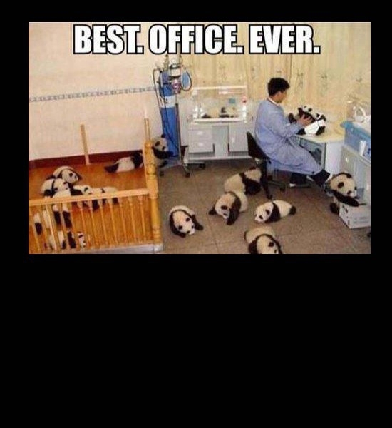 Best Office Ever!! Pandas! 