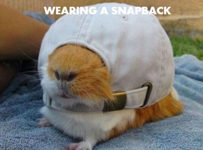 Stuff Guinea Pig Does 