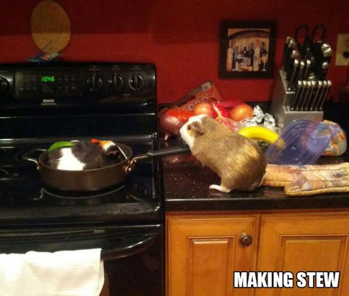 Stuff Guinea Pig Does 