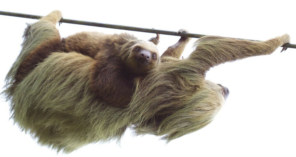 Sloth adventures in Costa Rica!