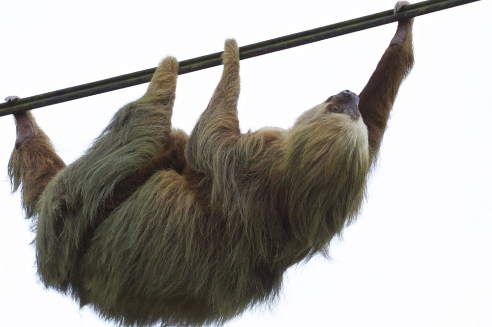 Sloth adventures in Costa Rica!