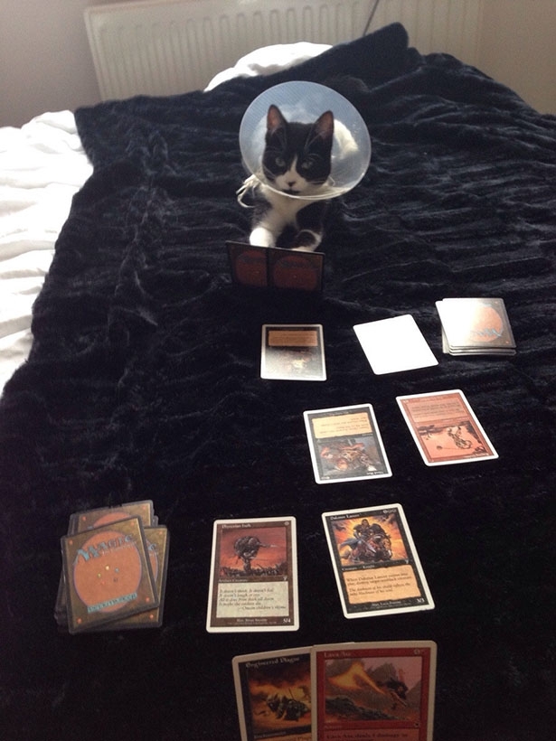 Cat Card Game Player 