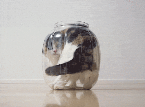 15 Proofs That Cats Are Liquids