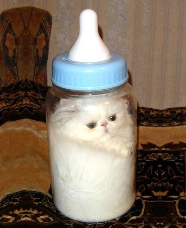 15 Proofs That Cats Are Liquids