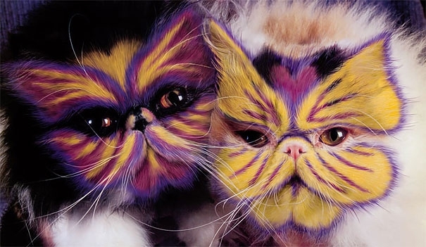 Controversial Pictures of Painted Cats 