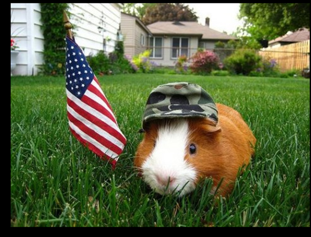 USA Hamster 