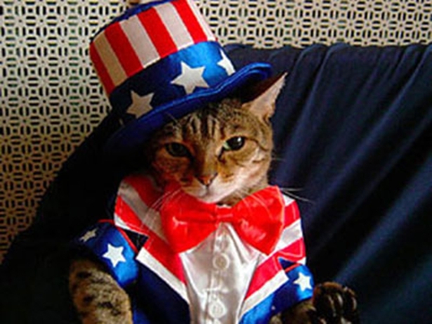 USA Cat 