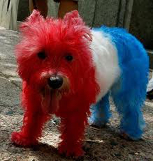 Red White And Blue Dog 