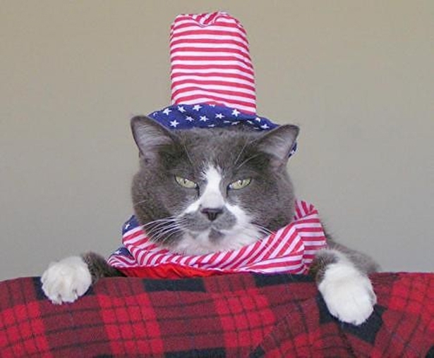 Patriotic Cat 