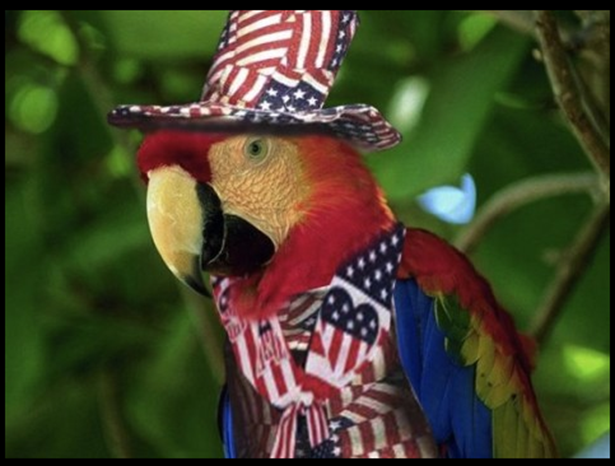 America Bird! 