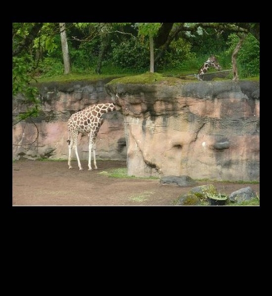 Giraffe Neck 