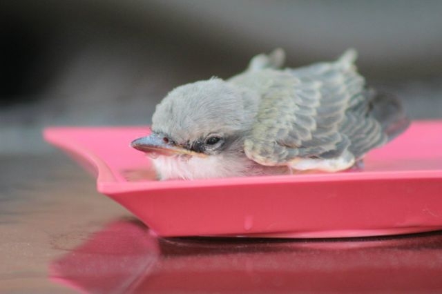 Baby Bird Is Rescued by the Kindness of Man 