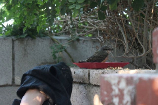 Baby Bird Is Rescued by the Kindness of Man 