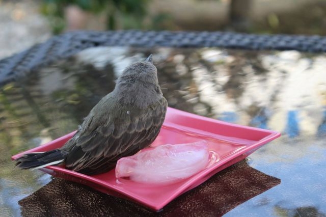 Baby Bird Is Rescued by the Kindness of Man 