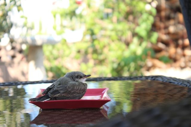 Baby Bird Is Rescued by the Kindness of Man 