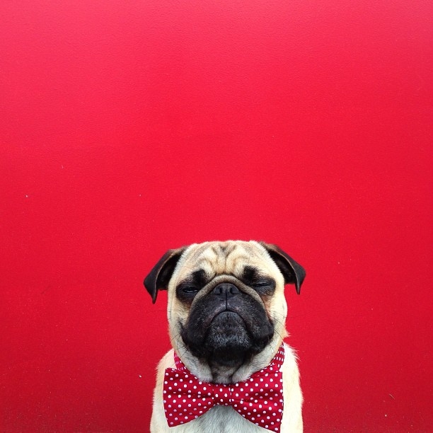 Meet Norm, the Personality-Filled Pug